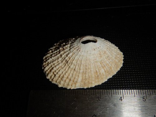 Fissurella nigrocincta