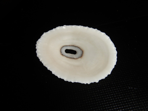 Fissurella nigrocincta