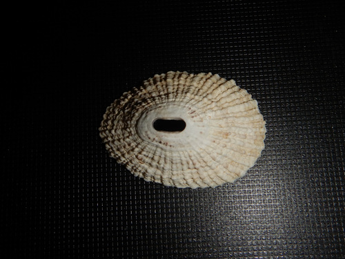 Fissurella nigrocincta