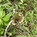 Amorphophallus konjac kiusianus - Photo (c) Ailee Slater, todos los derechos reservados, subido por Ailee Slater