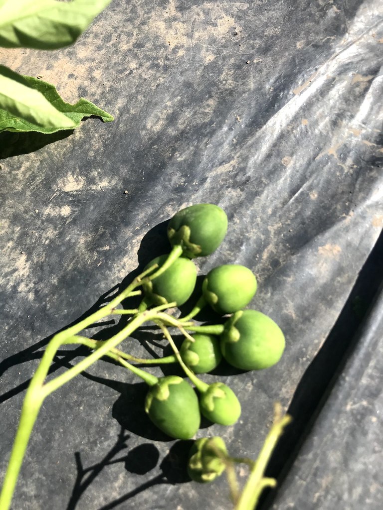 Chaco potato Solanum chacoense iNaturalist