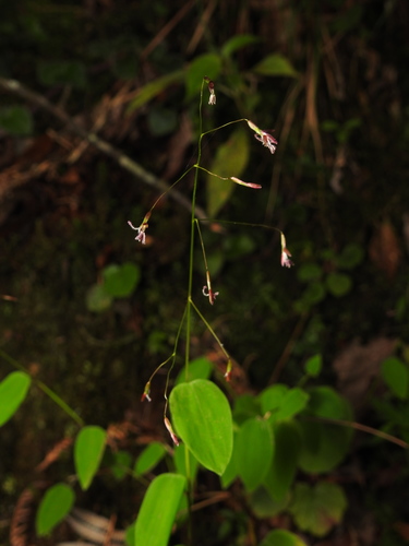 Zeugites americanus