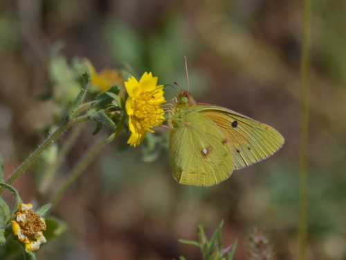 Colias electo meneliki