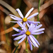 Savannah Asters - Photo (c) Jeannie Mounger, all rights reserved, uploaded by Jeannie Mounger