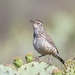 Coastal Cactus Wren - Photo (c) cricket4, all rights reserved