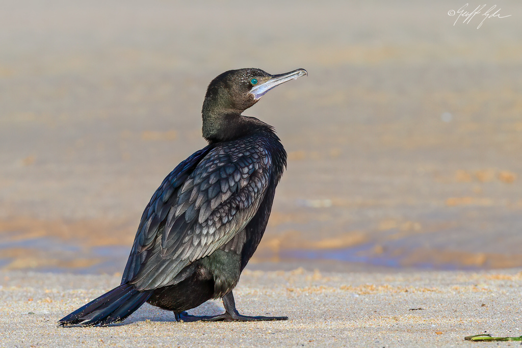 Little Black Cormorant photo