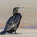 Little Black Cormorant - Photo (c) Geoff Gates, all rights reserved, uploaded by Geoff Gates