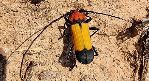Purpuricenus laetus