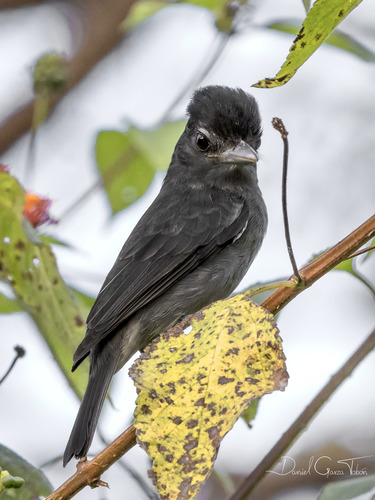 Rose-throated Becard