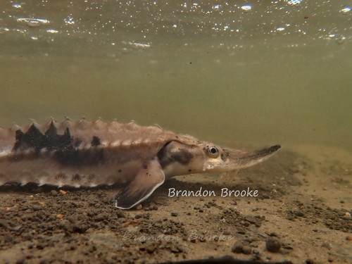 Lake Sturgeon