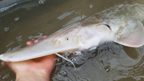 Pallid Sturgeon