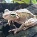 Drylands Tree Frog - Photo (c) lgmosquera, all rights reserved, uploaded by lgmosquera