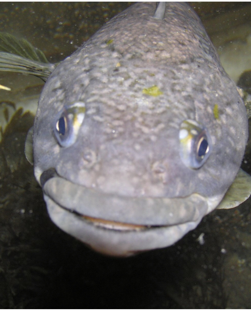 Antarctic toothfish from Southern Ocean, AQ on October 17, 2021 at 02: ...