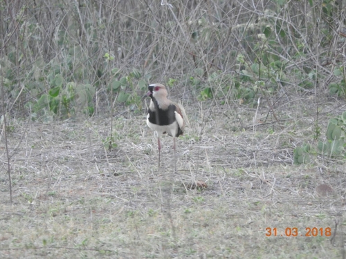 Southern Lapwing