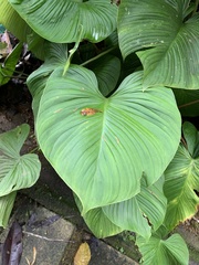 Philodendron grandipes image