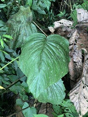 Image of Anthurium oerstedianum