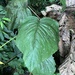 Anthurium oerstedianum - Photo (c) jwtingle, todos los derechos reservados, uploaded by jwtingle