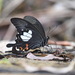 Papilio hystaspes - Photo (c) Stijn De Win, כל הזכויות שמורות, הועלה על ידי Stijn De Win
