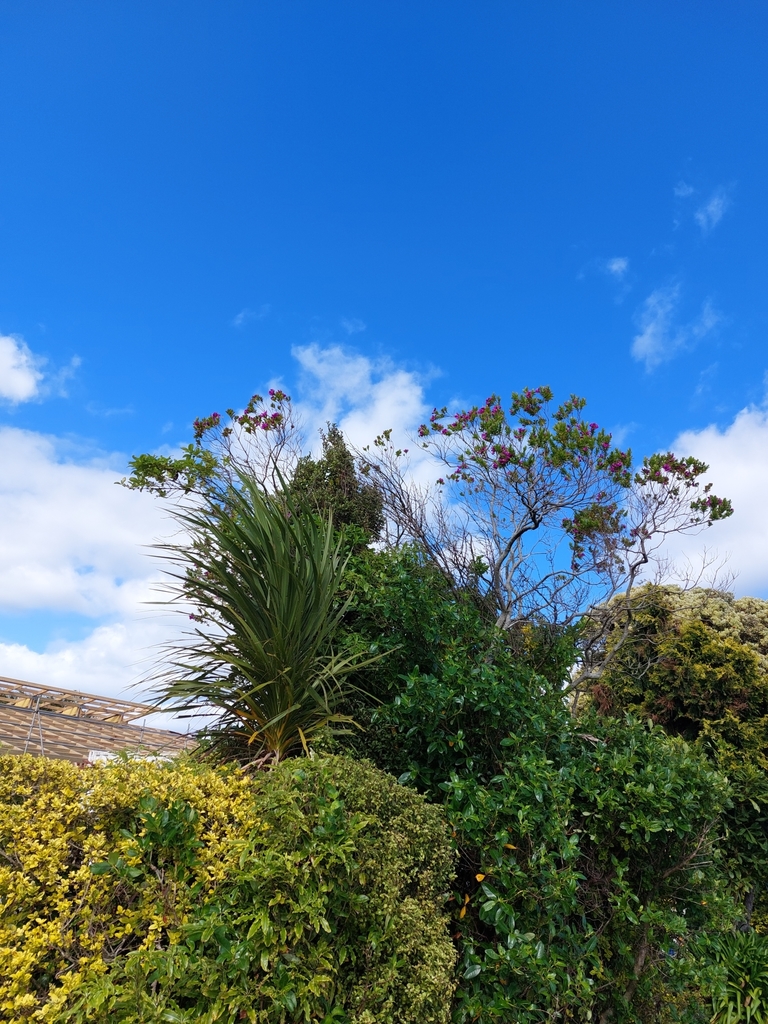 plants from Waterloo Road opposite St Bernard's College, Hutt Central