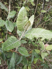 Ageratina tinifolia image