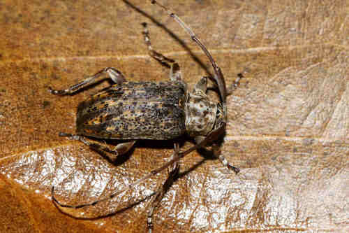 Genus Neacanista · iNaturalist