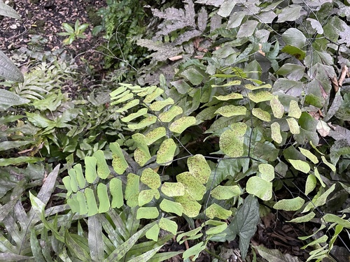 double edge maidenhair (Adiantum anceps)
