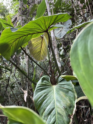Photos of Philodendron sodiroi  iNaturalist