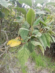 Varronia cylindrostachya image