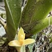 Maxillaria brasiliensis - Photo (c) Eliana Ramos, all rights reserved, uploaded by Eliana Ramos