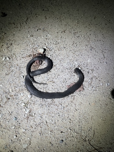 Blue-bellied Black Snake sighting
