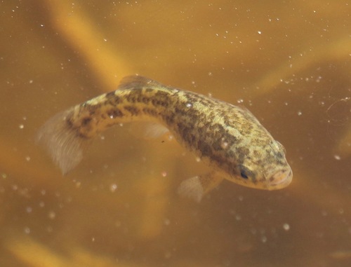 Desert Pupfish