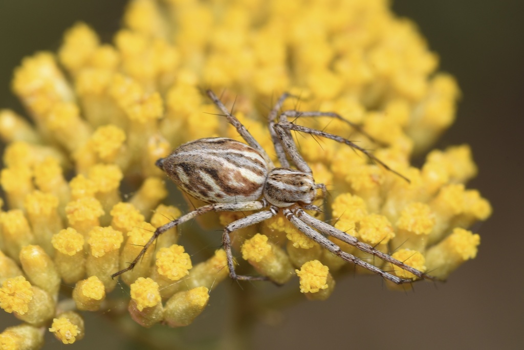 Farmland Lynx Spider from Reef Hills State Park, Benalla, VIC, AU on