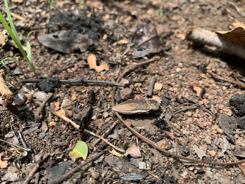 Lampetis subcatenulata · iNaturalist