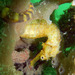 Observation photo