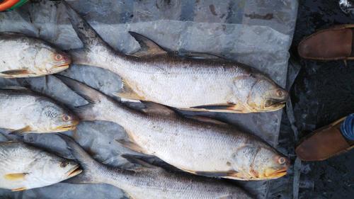 Polydactylus quadrifilis (Cuvier, 1829)