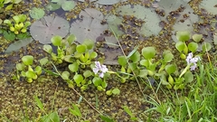 Eichhornia crassipes image