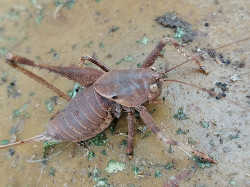Two-toothed Bush-cricket
