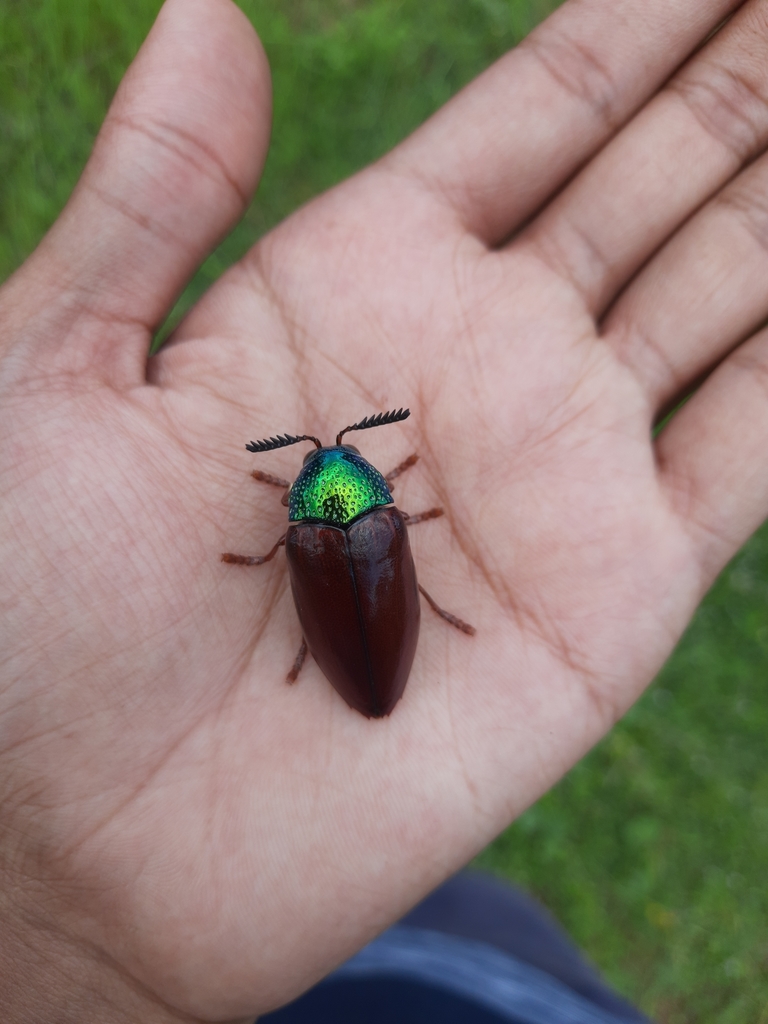 Sternocera chrysis from Bellary, IN-KA, IN on October 01, 2021 at 12:48 ...