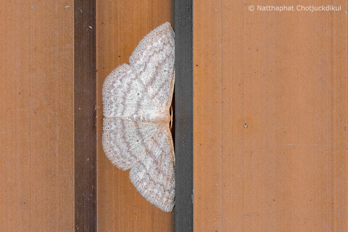Scopula costata