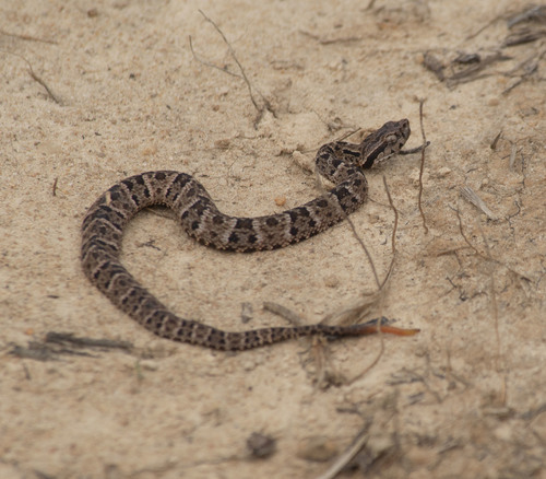 Common Lancehead