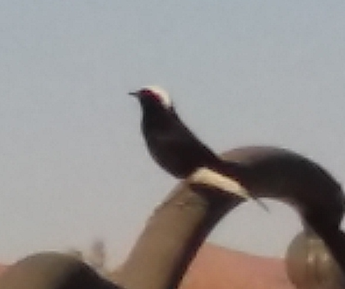 White-crowned Wheatear