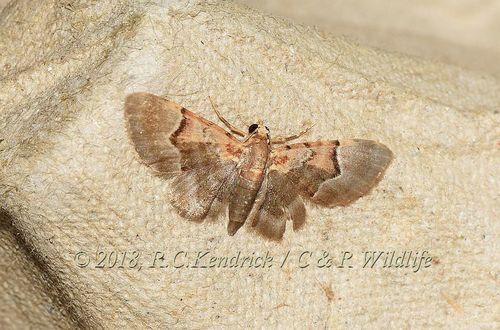 Glaucoclystis griseorufa (Hampson, 1898)