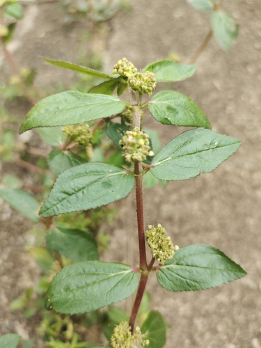 Asthma Plant