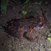 Amazon Rain Frog - Photo (c) Tamia Camila Torres Capelo, all rights reserved, uploaded by Tamia Camila Torres Capelo