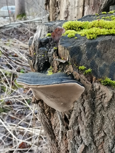 Willow Bracket