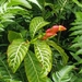 Sanchezia speciosa - Photo (c) Norm Mackensen, todos os direitos reservados, uploaded by Norm Mackensen