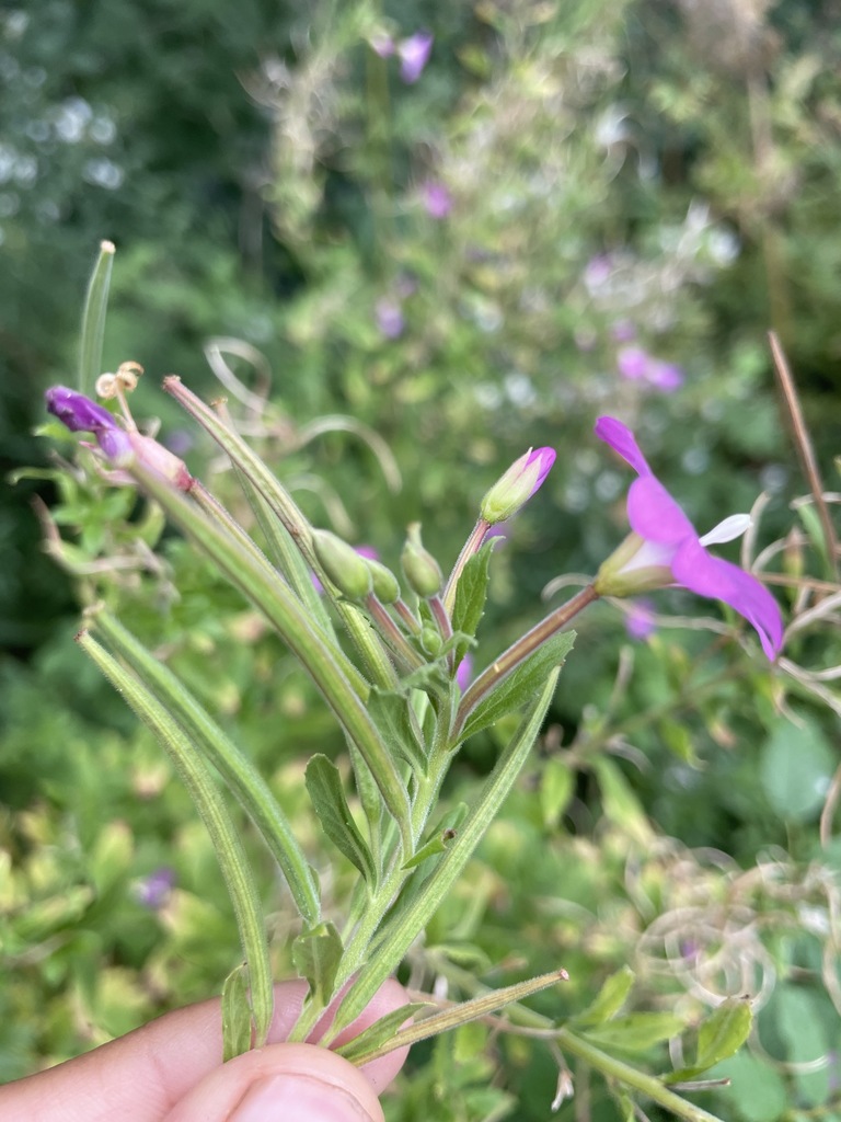 Great Willowherb from Beaconsfield, QC, Canada on September 16, 2021 at