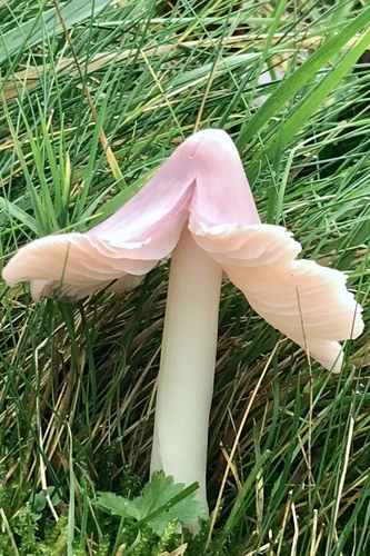 Pink Waxcap