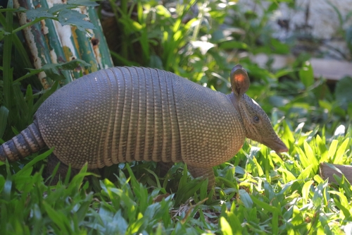 Southern Long-nosed Armadillo