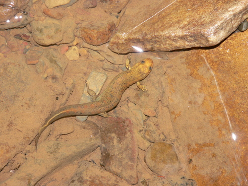 Kanawha Blackbelly Salamander